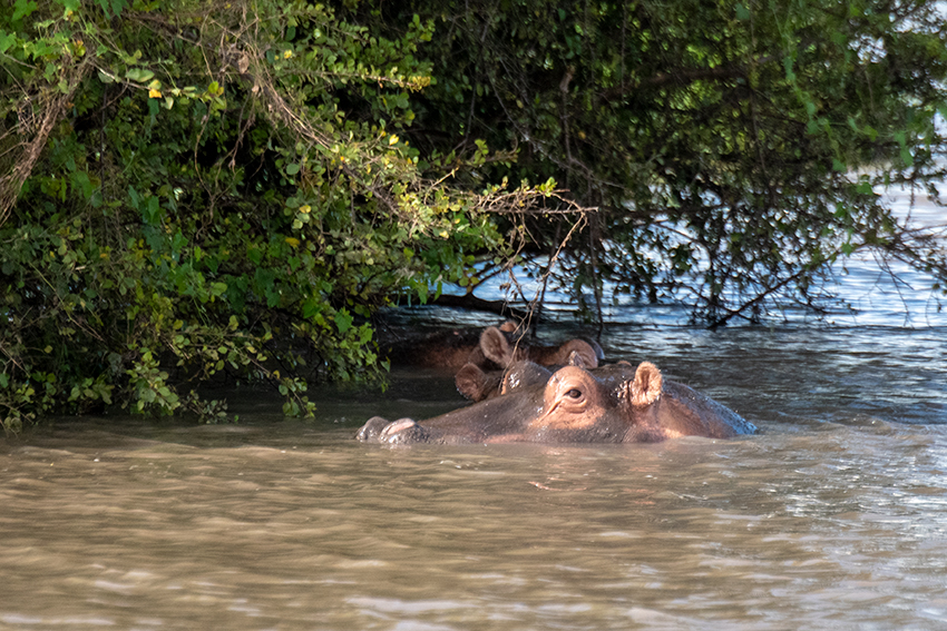 Hippopotamus, Drive Through the Central Serengeti, Tanzania