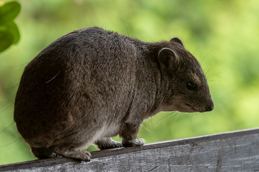 Rock Hyrax, Seronera Area, Serengeti NP, Tanzania