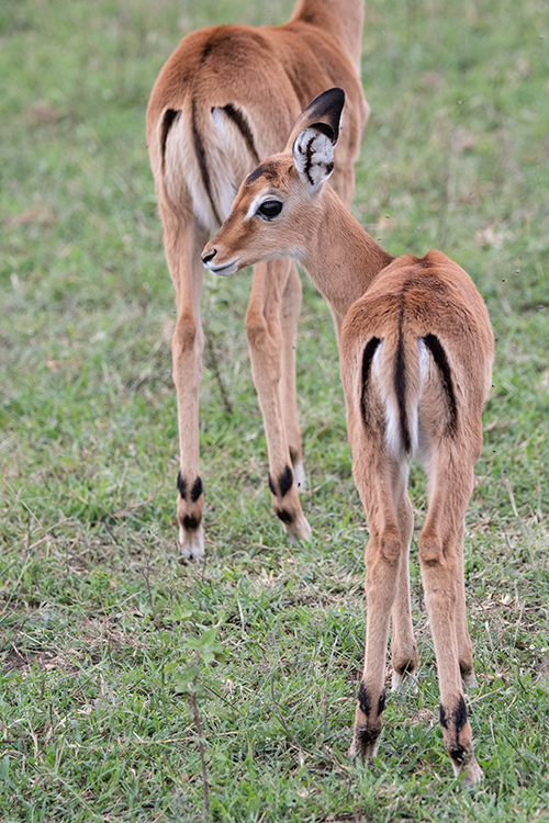 Impala, Big Marsh, Ndutu Area, Tanzania