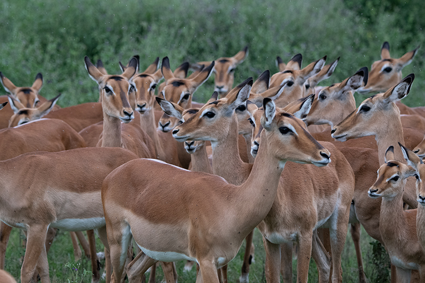 Impala, Big Marsh, Ndutu Area, Tanzania