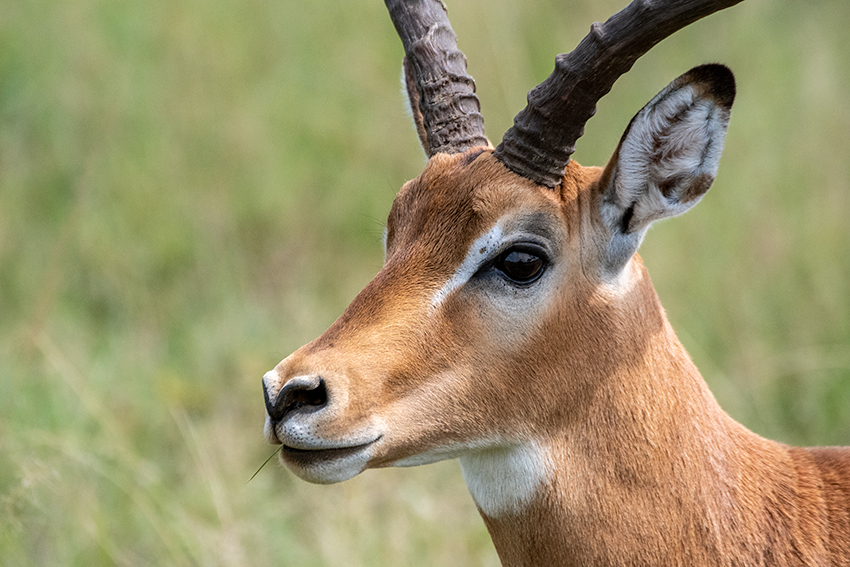 Impala, Seronera Area, Serengeti NP, Tanzania
