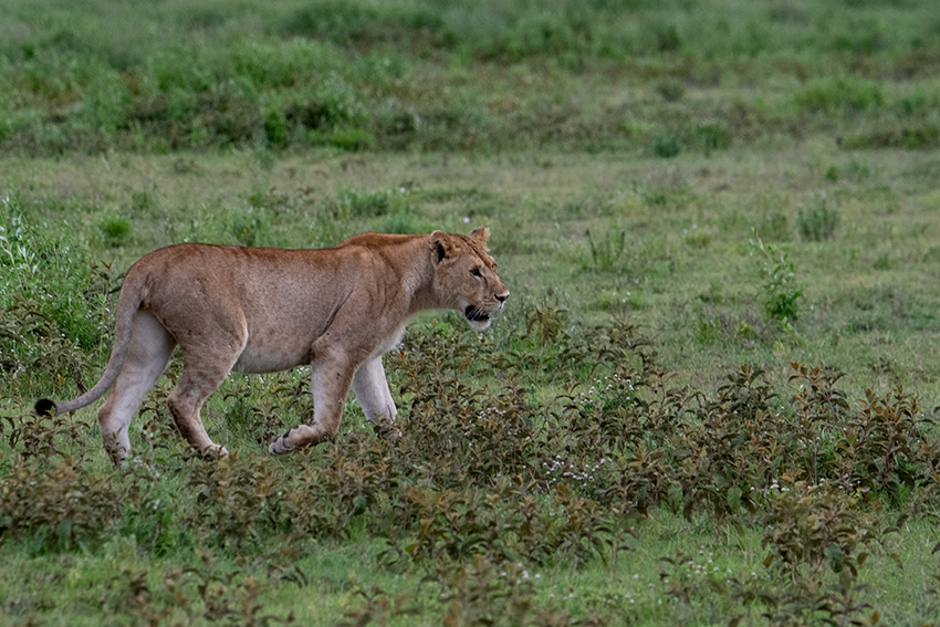 Lion, Serengeti NP, Tanzania