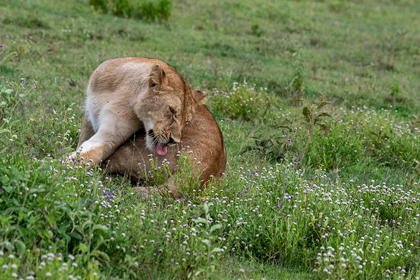 Lion, Serengeti NP, Tanzania