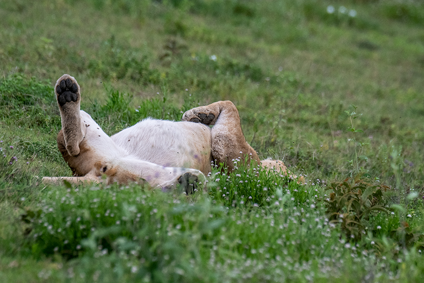 Lion, Serengeti NP, Tanzania