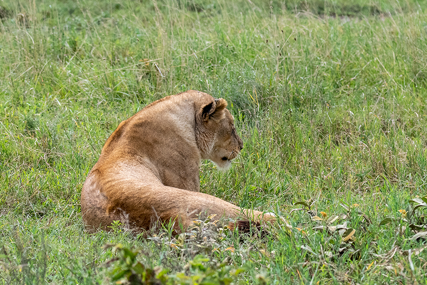 Lion, Drive Through the Central Serengeti, Tanzania