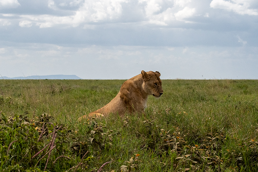 Lion, Drive Through the Central Serengeti, Tanzania