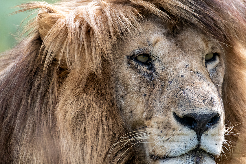 Lion, Drive Through the Central Serengeti, Tanzania