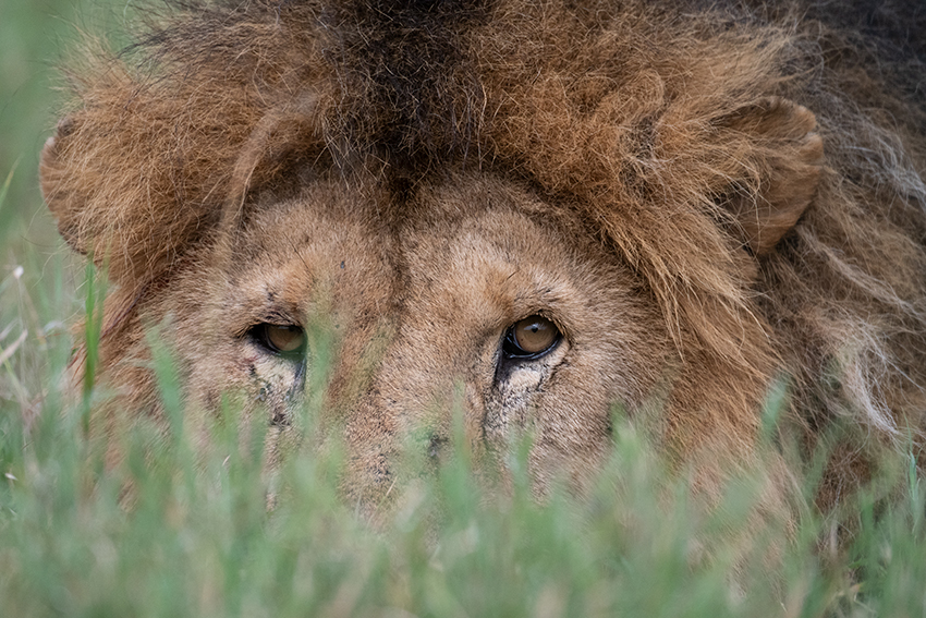 Lion, Drove from Ang'Ata to Arusha, Tanzania