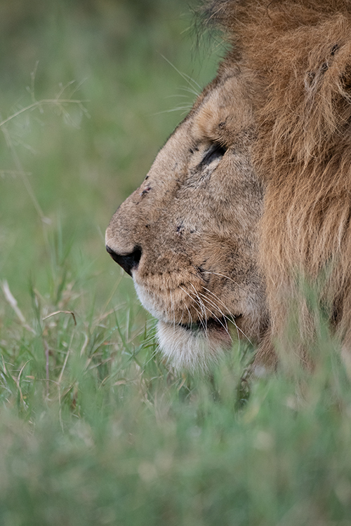 Lion, Drove from Ang'Ata to Arusha, Tanzania