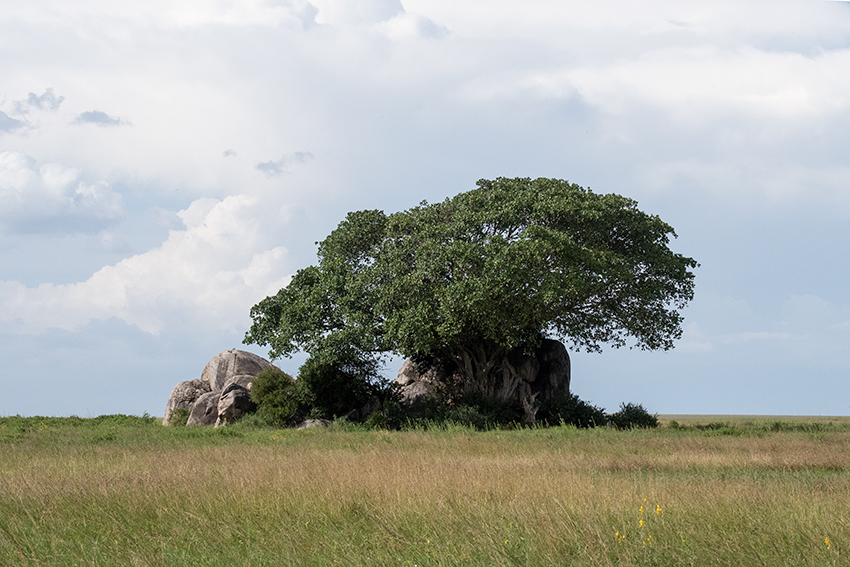 Rocky Outcropping, The Central Serengeti, Tanzania