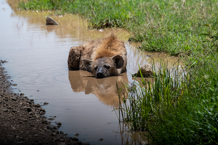 Spotted Hyena, Drive Through the Central Serengeti, Tanzania