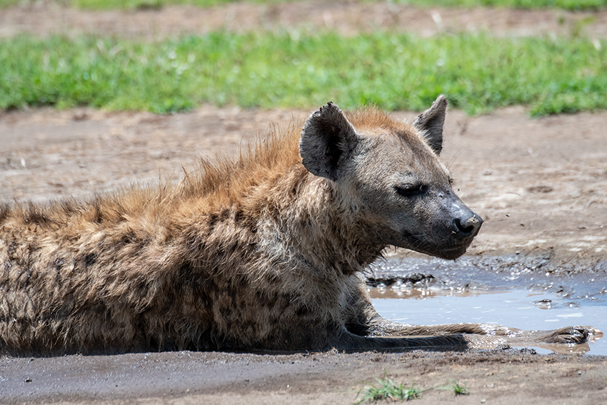 Spotted Hyena, Drive Through the Central Serengeti, Tanzania