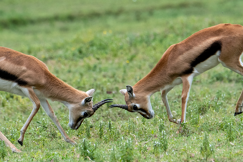 Thomson's Gazelle, Ngorongoro Crater, Tanzania