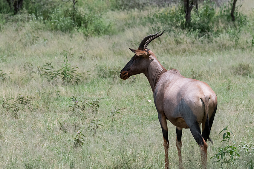 Topi, Seronera Area, Serengeti NP, Tanzania