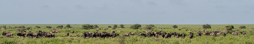 Wildebeest Migration, Drive Through the Central Serengeti, Tanzania