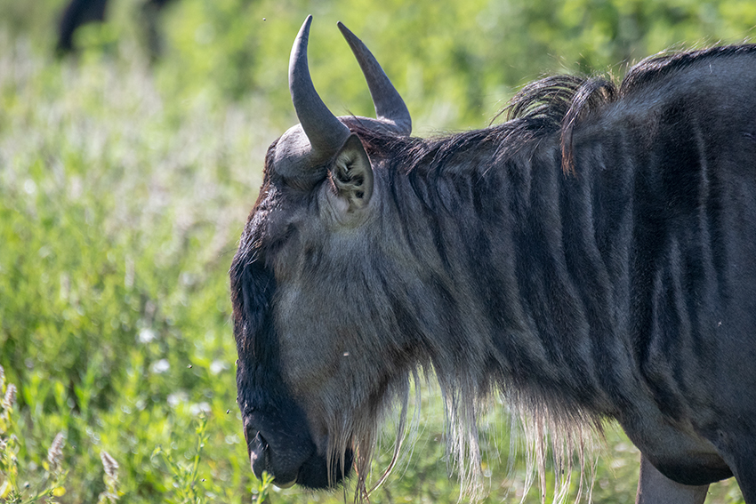 Wildebeest, Drive Through the Central Serengeti, Tanzania