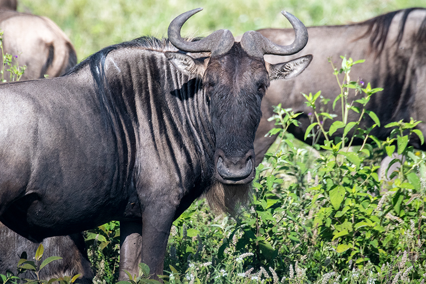 Wildebeest, Drive Through the Central Serengeti, Tanzania