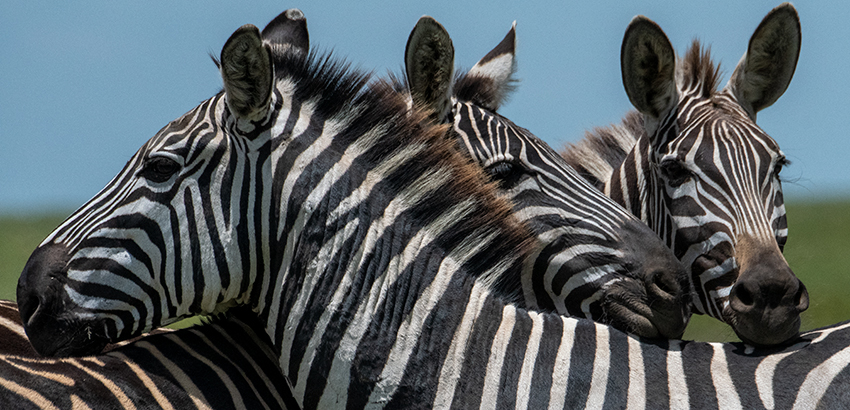 Plains Zebra (Grant's Zebra), Lake Manyara NP Game Drive, Tanzania